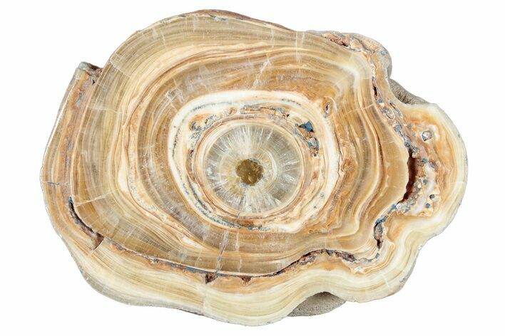 Polished Aragonite Stalactite Slice - Morocco #288604